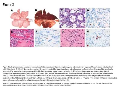 Figure 2 Figure 2.&nbsp;Lesions and associated expression of influenza virus antigen in respira