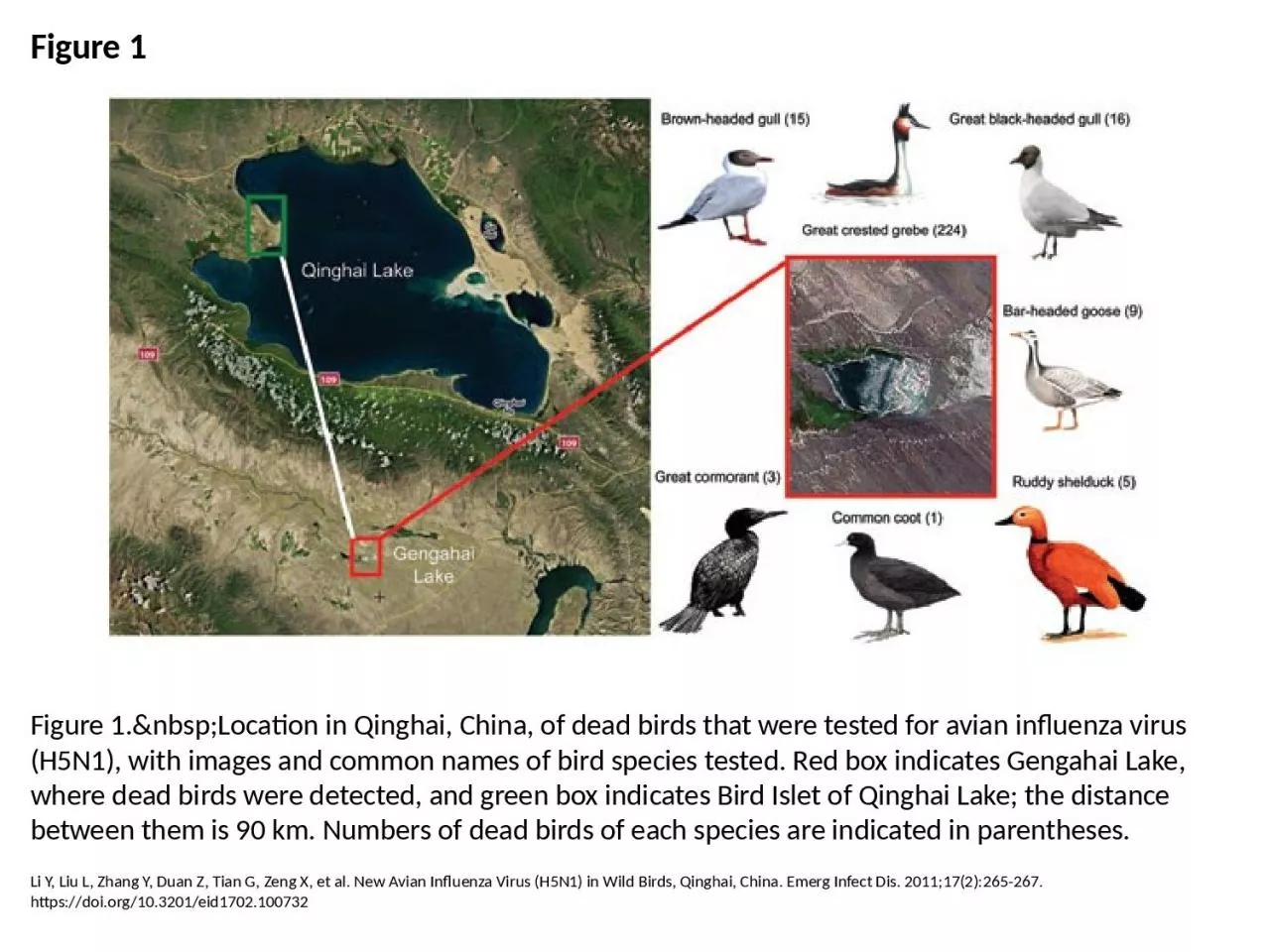 PPT-Figure 1 Figure 1.&nbsp;Location in Qinghai, China, of dead birds that were tested