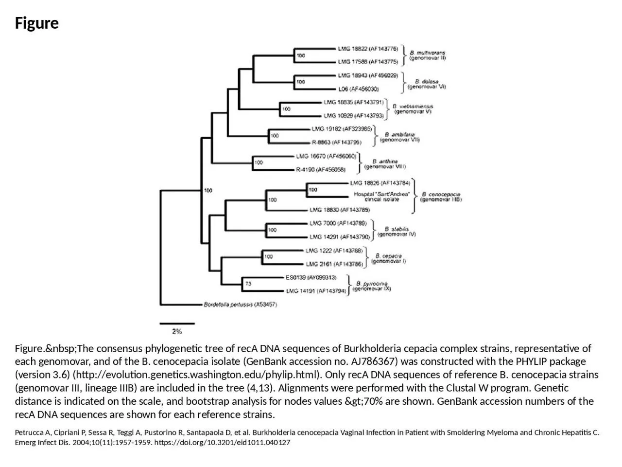 PPT-Figure Figure.&nbsp;The consensus phylogenetic tree of recA DNA sequences of Burkholderia