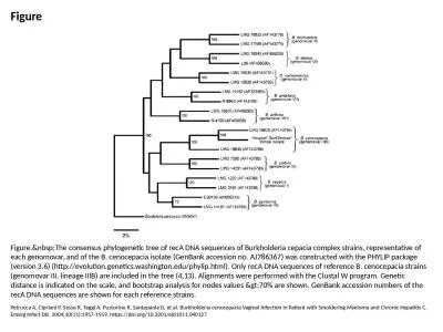 Figure Figure.&nbsp;The consensus phylogenetic tree of recA DNA sequences of Burkholderia cepac