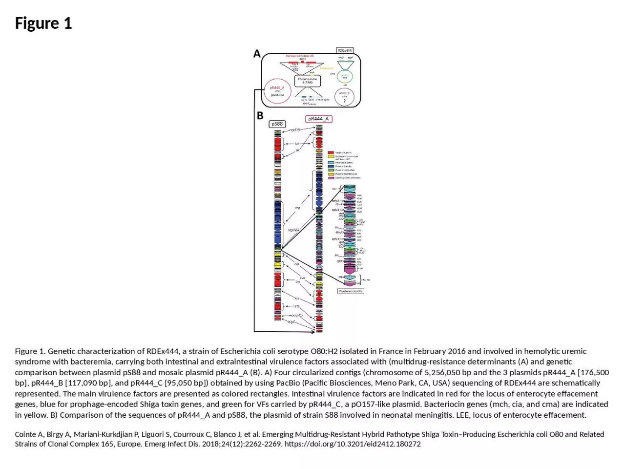 PPT-Figure 1 Figure 1. Genetic characterization of RDEx444, a strain of Escherichia coli serotype