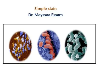 Simple stain Dr.  Mayssaa