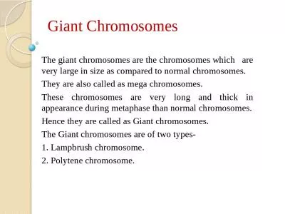 Giant Chromosomes   The giant chromosomes are the chromosomes which   are very large