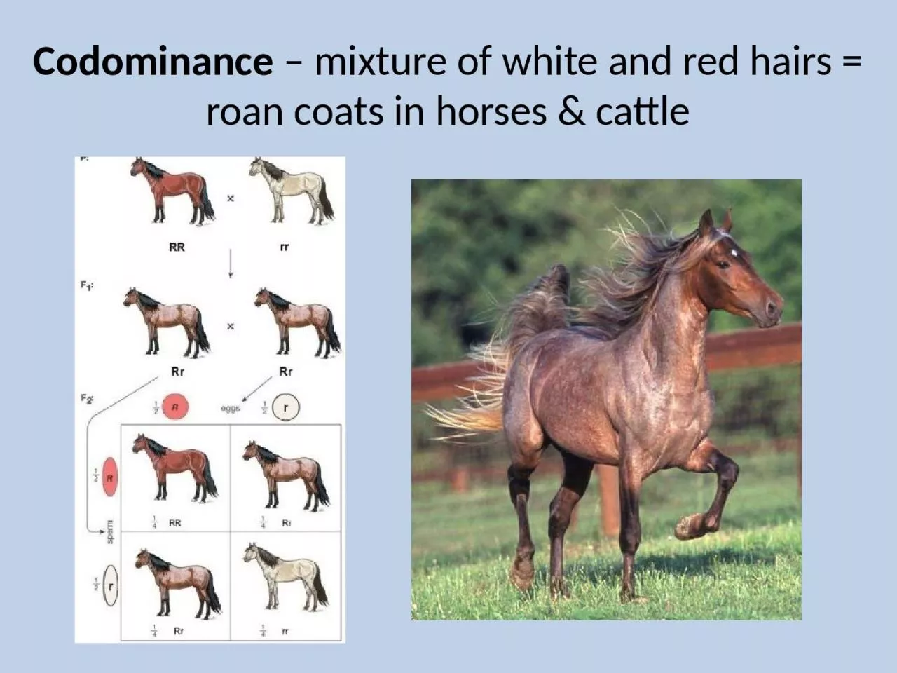 PPT-Codominance – mixture of white and red hairs = roan coats in horses & cattle