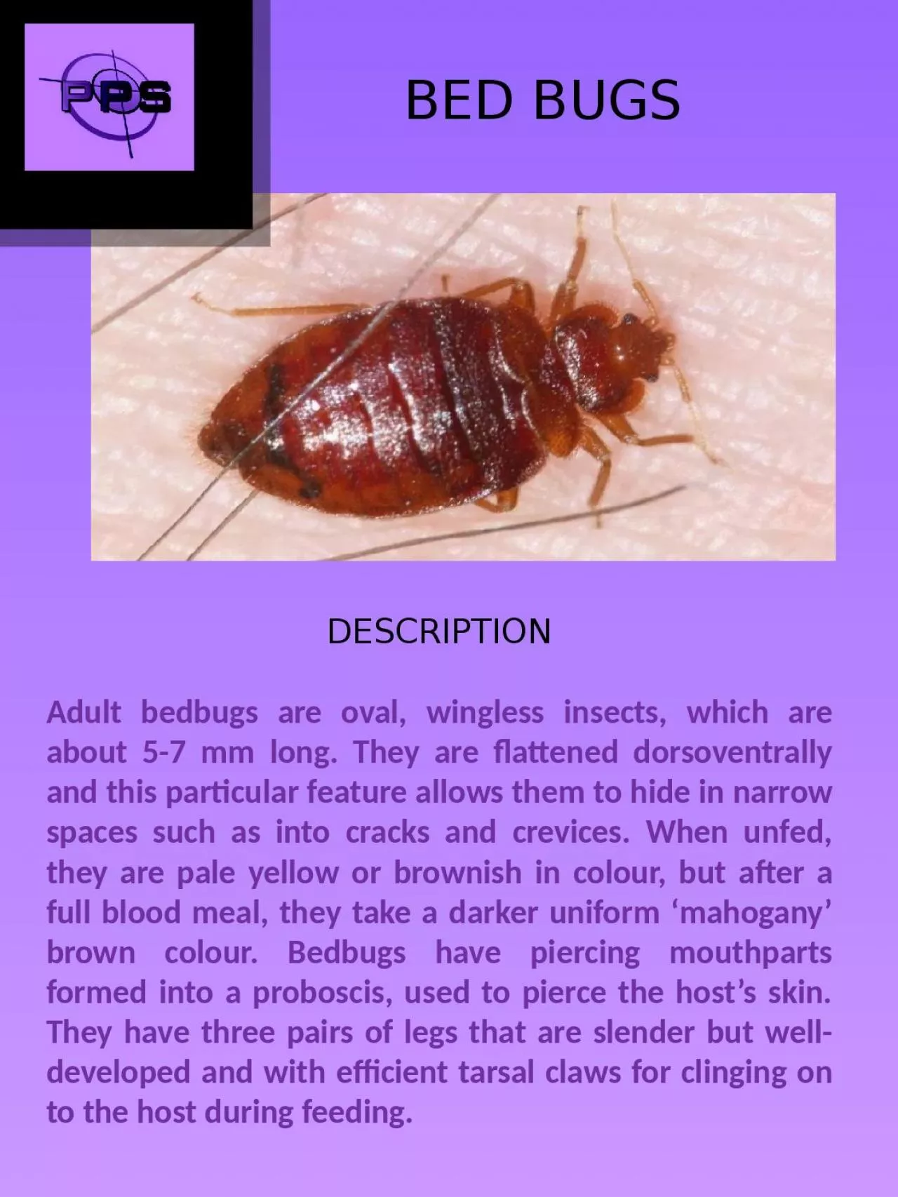 PPT-DESCRIPTION Adult bedbugs are oval, wingless insects, which are about 5-7 mm long. They