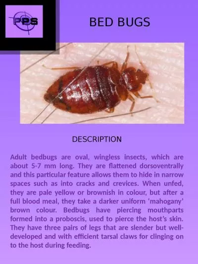 DESCRIPTION Adult bedbugs are oval, wingless insects, which are about 5-7 mm long. They are flatten