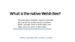 What is the native Welsh Bee?