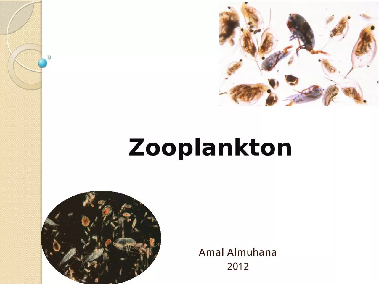 PPT-Zooplankton Amal Almuhana