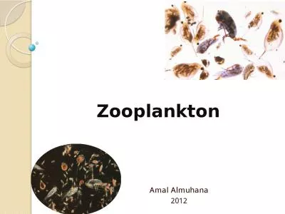 Zooplankton Amal   Almuhana