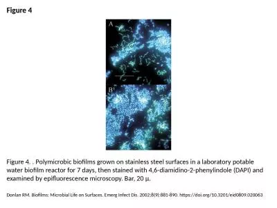 Figure 4 Figure 4. . Polymicrobic biofilms grown on stainless steel surfaces in a laboratory potabl