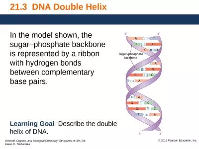 21.3  DNA Double Helix In the model shown, the sugar–phosphate backbone is represented