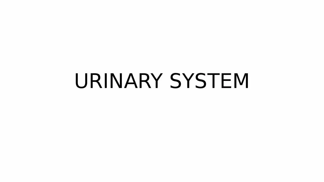 URINARY SYSTEM Kidneys are large lobulated structure.