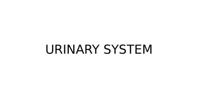URINARY SYSTEM Kidneys are large lobulated structure.