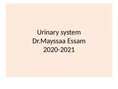 Urinary system Dr.Mayssaa