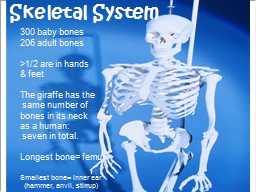 Skeletal System 300 baby