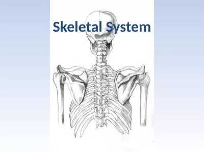 Skeletal System Protects our organs (brain, intestines, etc.)