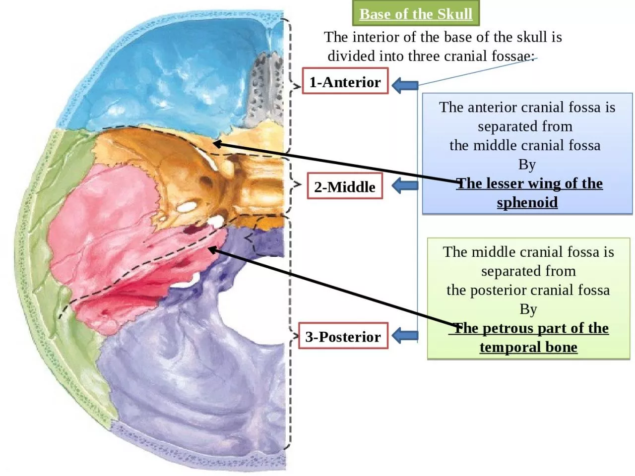 PPT-The middle cranial fossa is separated from