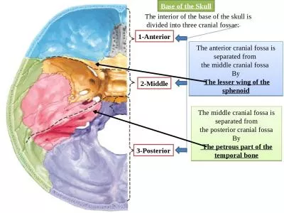 The middle cranial fossa is separated from