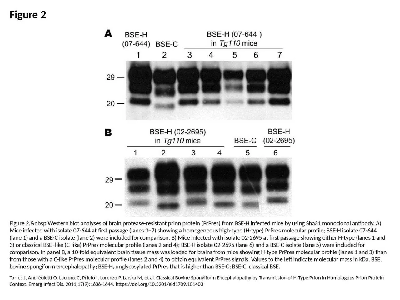 PPT-Figure 2 Figure 2.&nbsp;Western blot analyses of brain protease-resistant prion protein