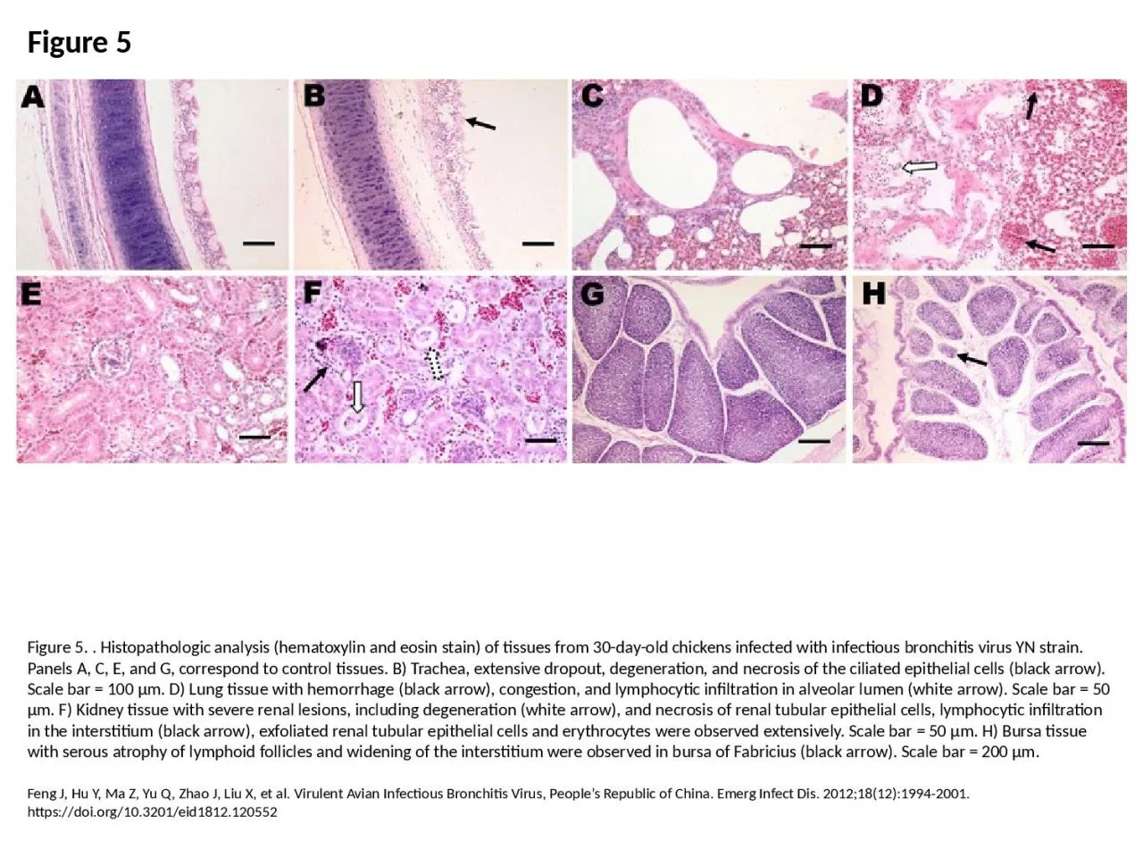 PPT-Figure 5 Figure 5. . Histopathologic analysis (hematoxylin and eosin stain) of tissues