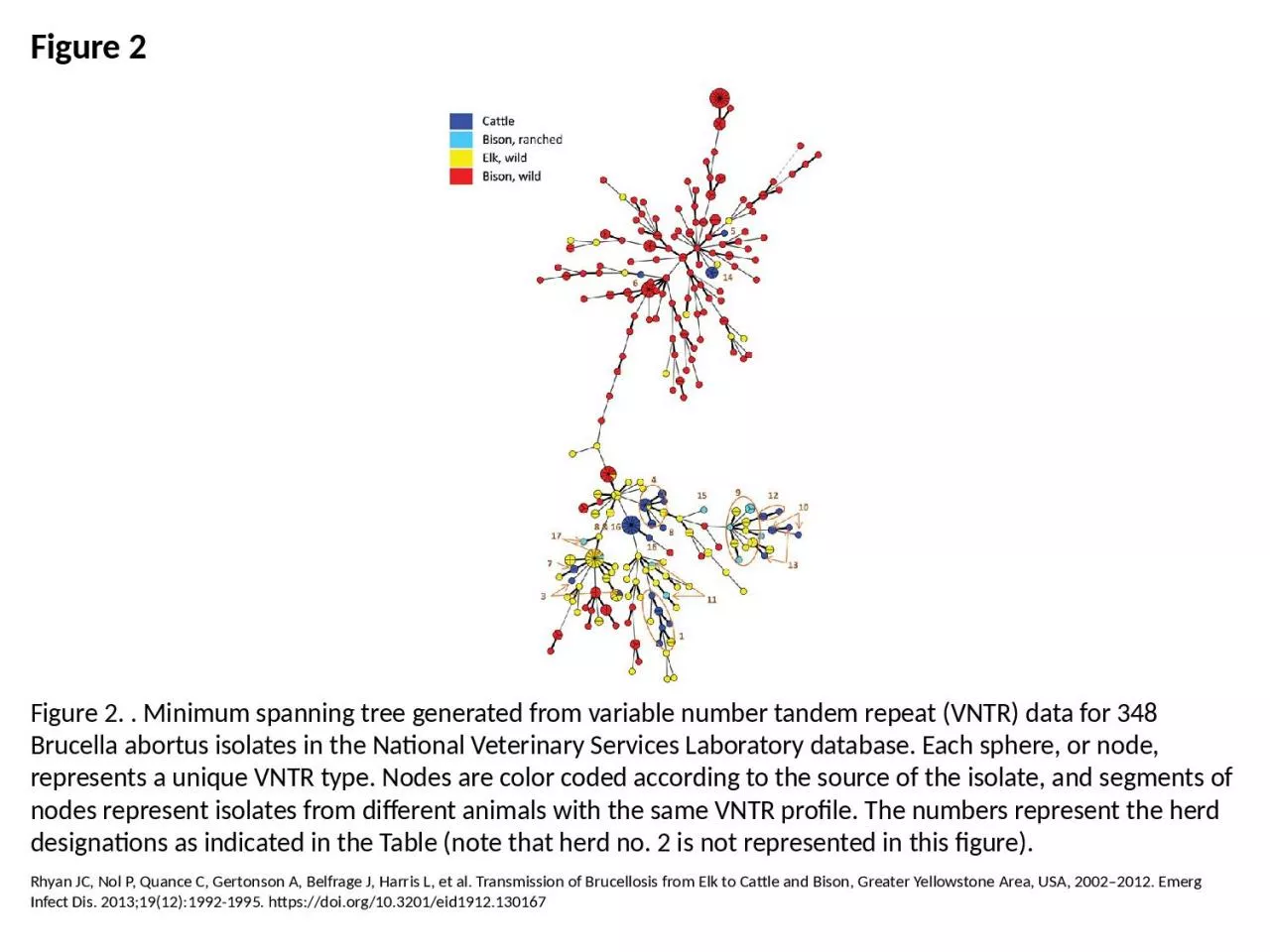 PPT-Figure 2 Figure 2. . Minimum spanning tree generated from variable number tandem repeat