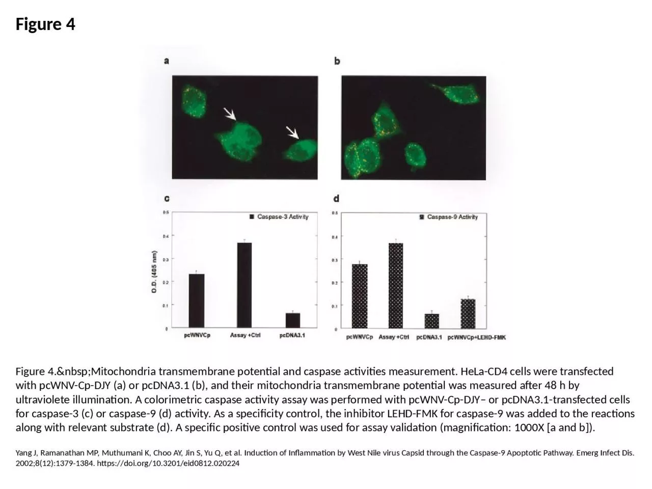 PPT-Figure 4 Figure 4.&nbsp;Mitochondria transmembrane potential and caspase activities