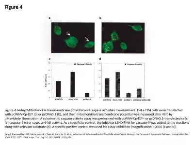 Figure 4 Figure 4.&nbsp;Mitochondria transmembrane potential and caspase activities measurement