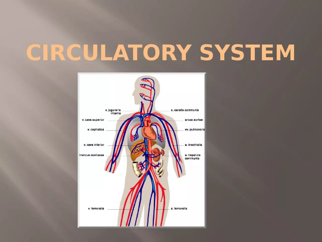 Circulatory System Functions