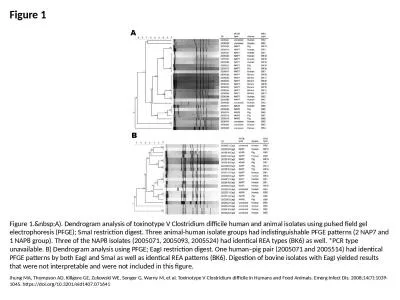 Figure 1 Figure 1.&nbsp;A). Dendrogram analysis of toxinotype V Clostridium difficile