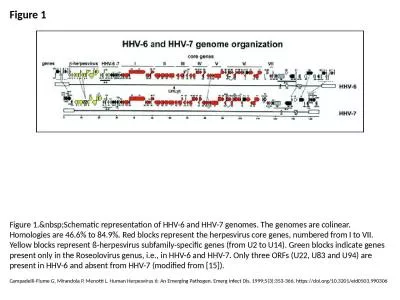 Figure 1 Figure 1.&nbsp;Schematic representation of HHV-6 and HHV-7 genomes. The genomes