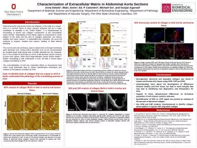 Characterization of Extracellular Matrix in Abdominal Aorta Sections