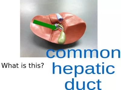 What  is this? common hepatic