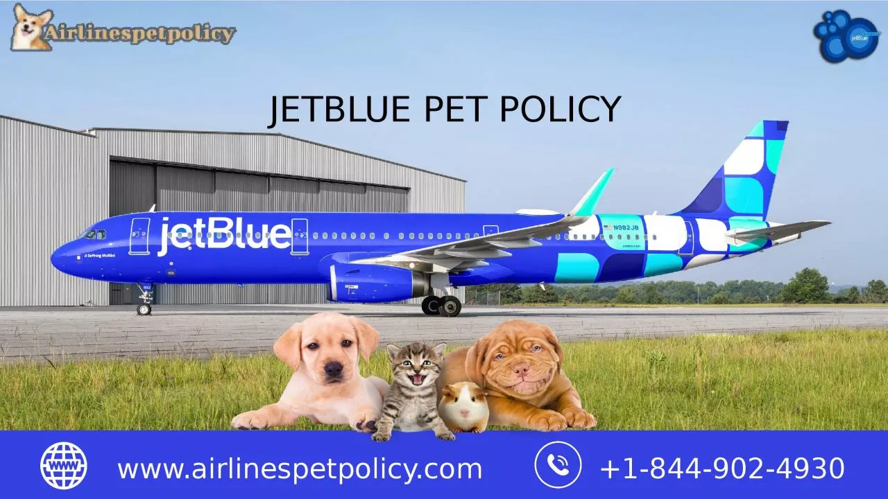 PPT-Flying with Furry Friends JetBlue Pet Policy Explained.