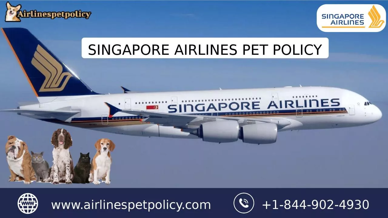 How To Fly With Your Pet On Singapore Airlines Pet Policy