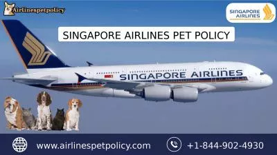 How To Fly With Your Pet On Singapore Airlines Pet Policy