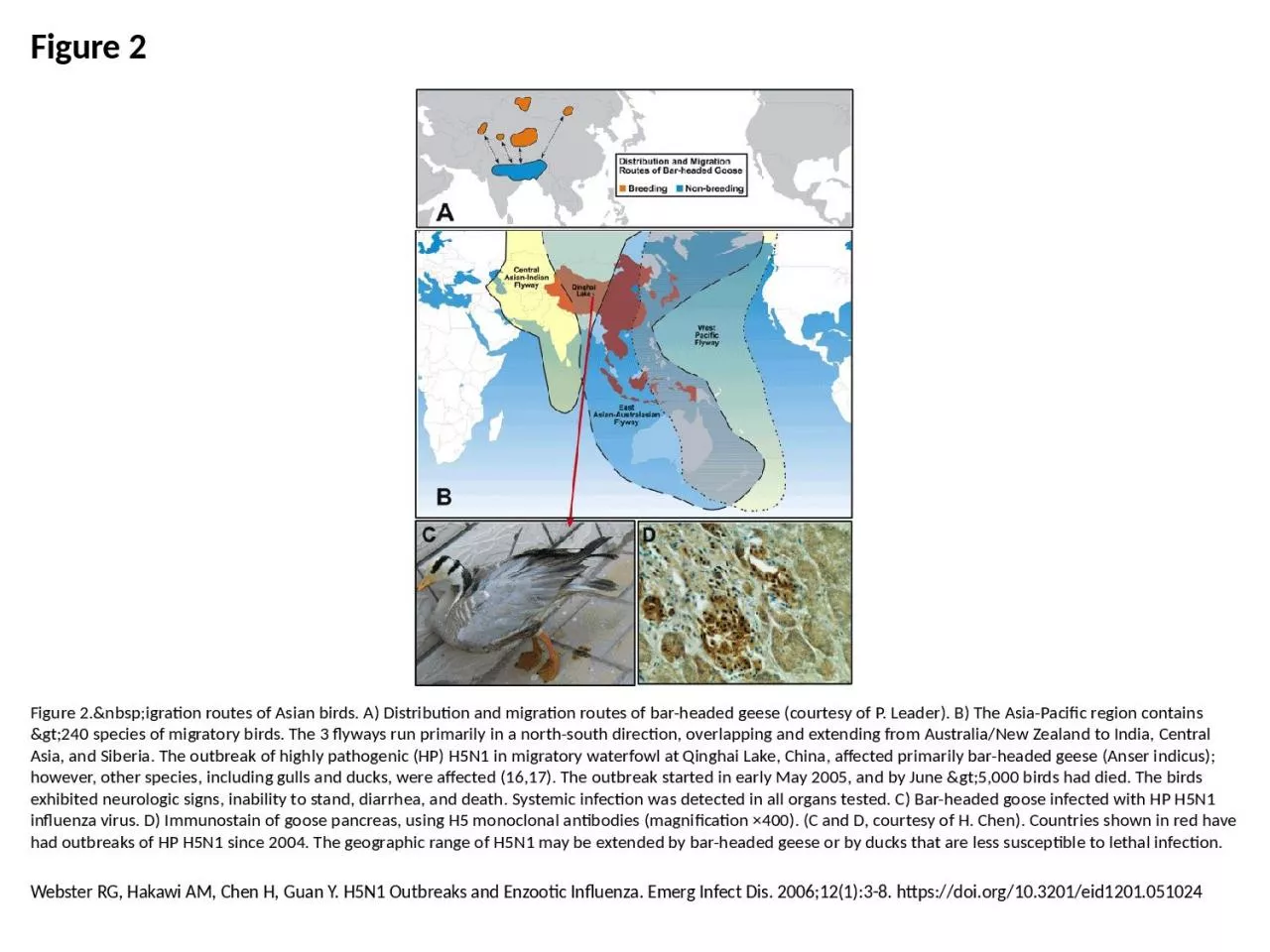 Figure 2 Figure 2.&nbsp;igration routes of Asian birds. A) Distribution and migration