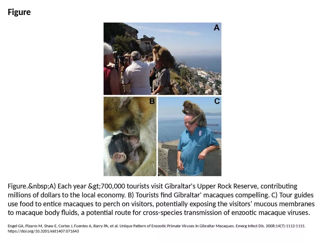 PPT-Figure Figure.&nbsp;A) Each year &gt;700,000 tourists visit Gibraltar's Upper