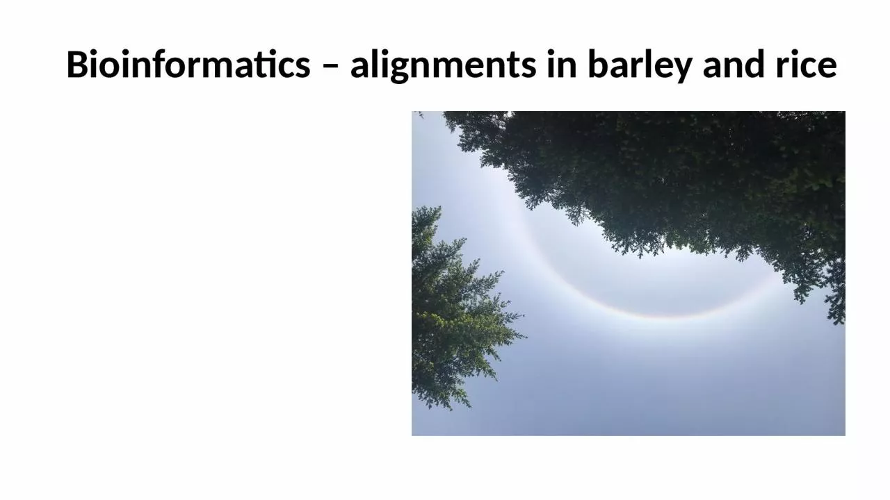 PPT-Bioinformatics – alignments in barley and rice