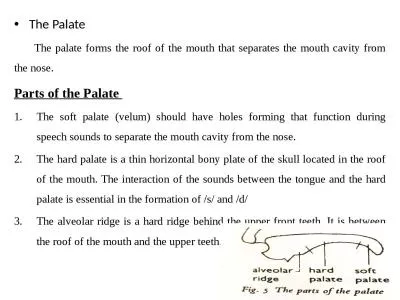 The Palate  	The palate forms the roof of the mouth that separates the mouth cavity from the nose.