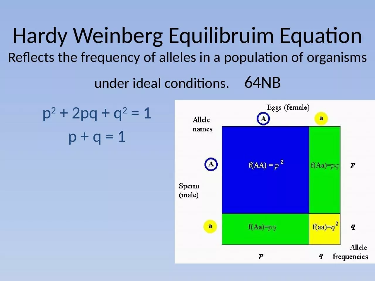 PPT-Hardy Weinberg Equilibruim Equation