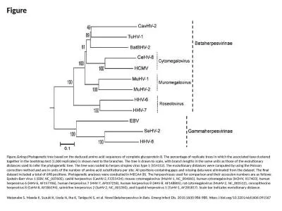 Figure Figure.&nbsp;Phylogenetic tree based on the deduced amino acid sequences of