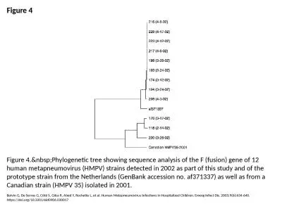 Figure 4 Figure 4.&nbsp;Phylogenetic tree showing sequence analysis of the F (fusion)