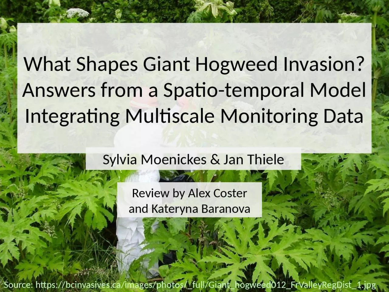 PPT-What Shapes Giant Hogweed Invasion? Answers from a