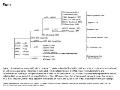 Figure Figure. . . Relationships among MS6, Vibrio cholerae O1 strain, isolated in Thailand in 2008