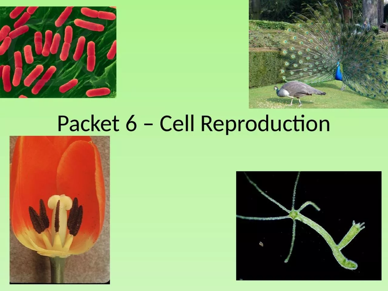 PPT-Packet 6 – Cell Reproduction