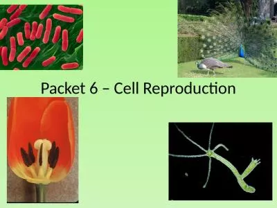 Packet 6 – Cell Reproduction