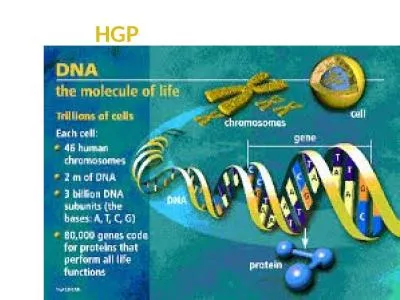 HGP What is it? The  Human Genome Project