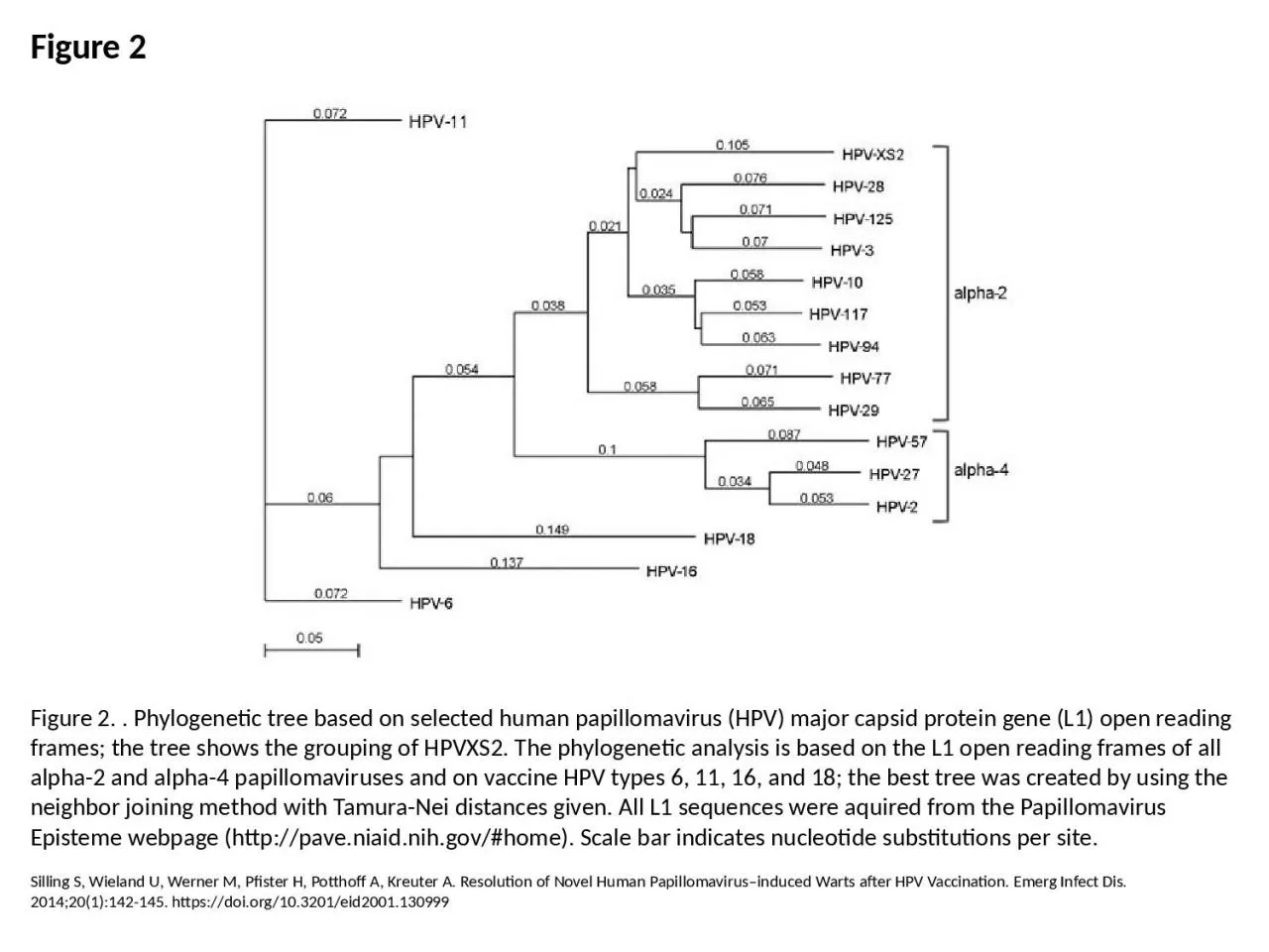 PPT-Figure 2 Figure 2. . Phylogenetic tree based on selected human papillomavirus (HPV) major