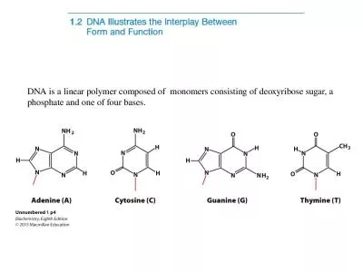 DNA is a linear polymer composed of  monomers consisting of deoxyribose sugar, a phosphate