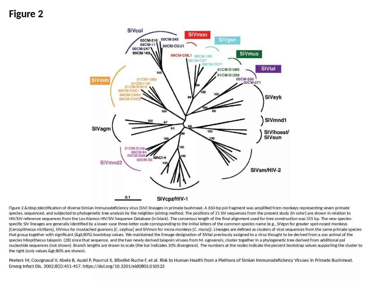 PPT-Figure 2 Figure 2.&nbsp;Identification of diverse Simian immunodeficiency virus (SIV)